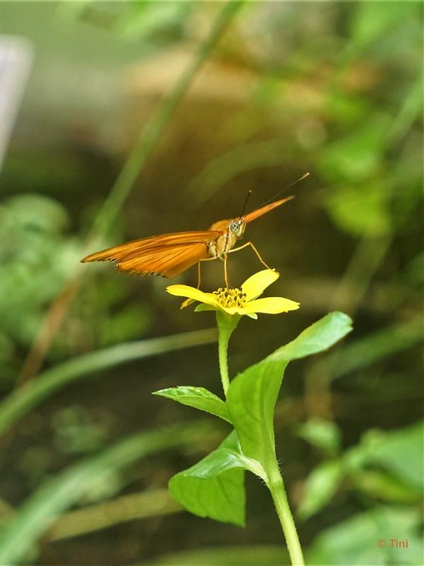 bdFoto 2.JPG - Artis en de hortus botanicus